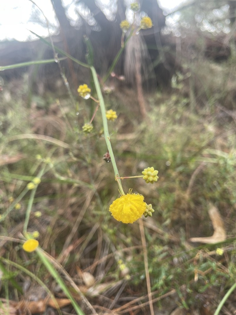 Acacia applanata photo 6