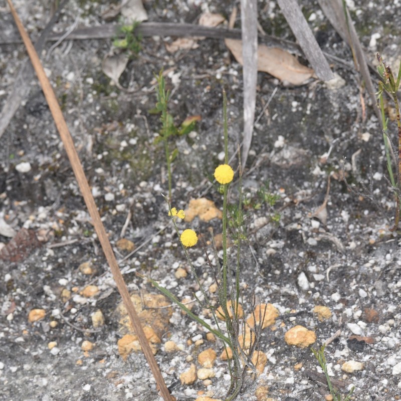 Acacia applanata photo 8