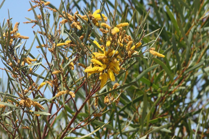 Acacia aprepta