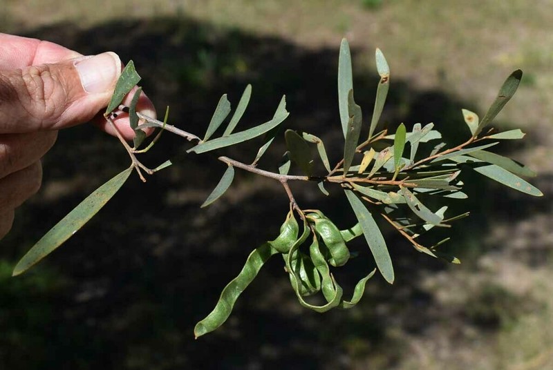 Acacia aprepta photo 2