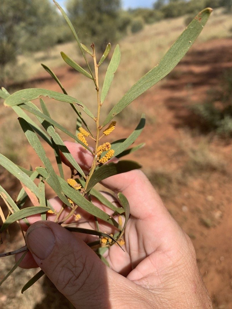 Acacia aprepta photo 3