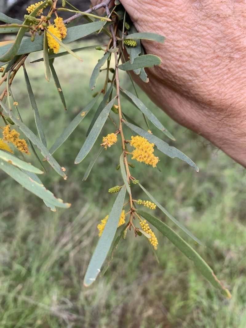 Acacia aprepta photo 4