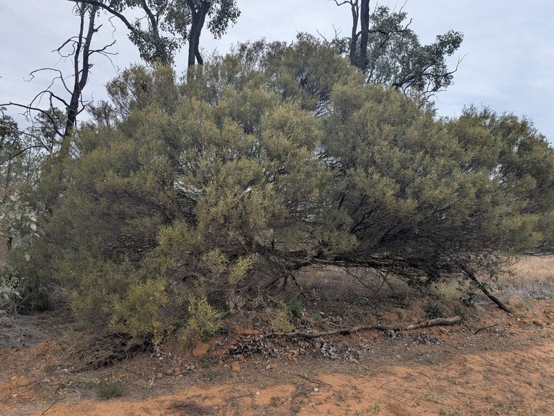Acacia aprepta photo 5
