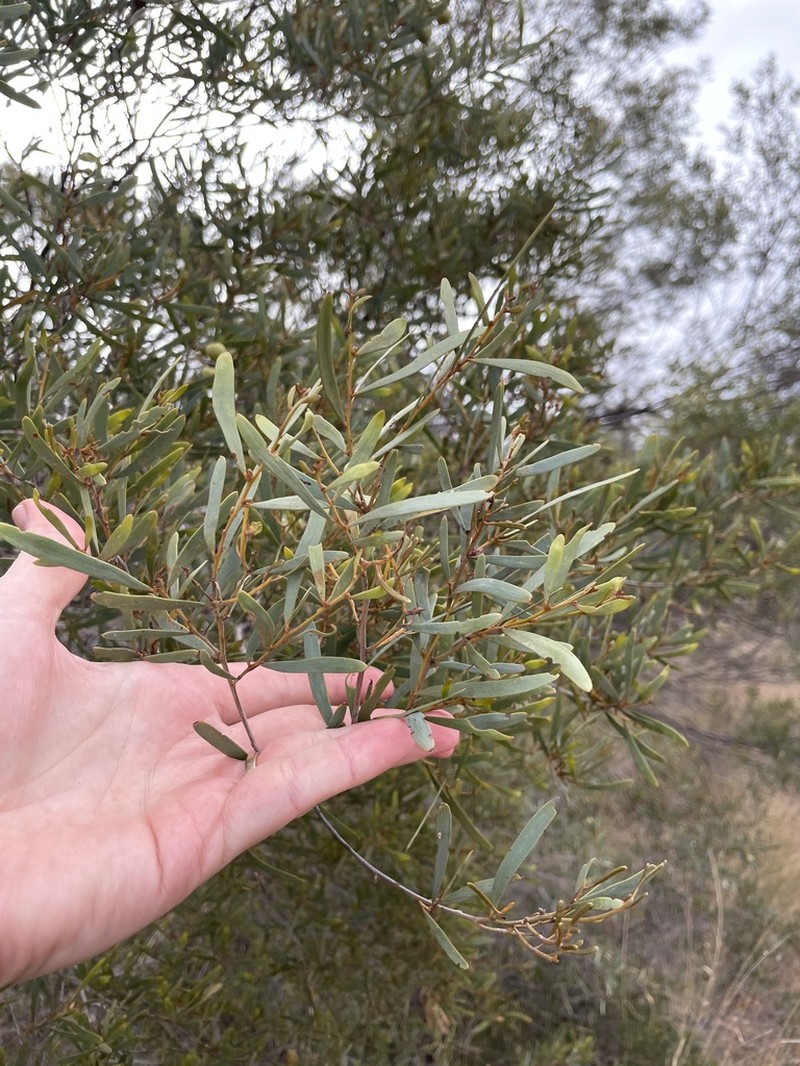 Acacia aprepta photo 6