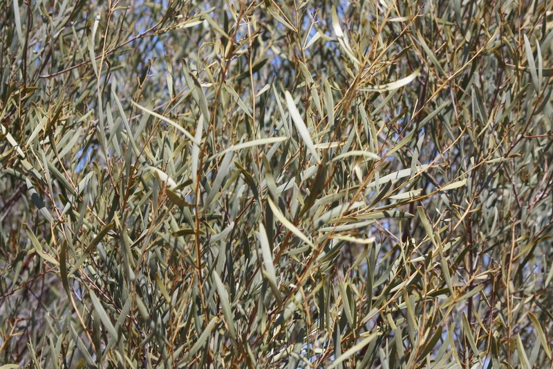 Acacia aprepta photo 7