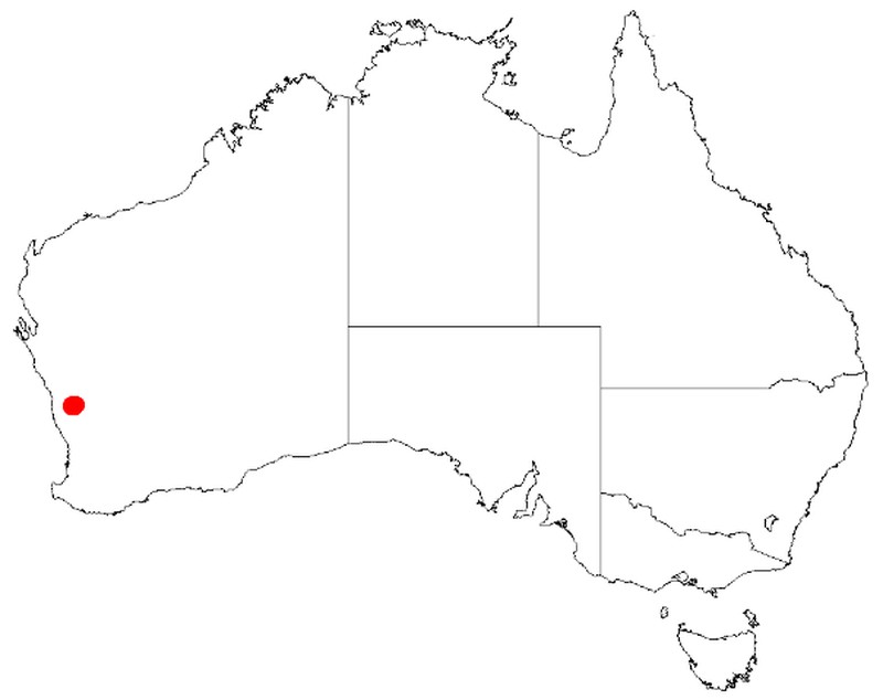 Acacia aprica