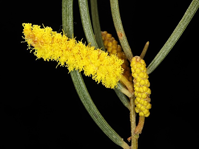 Acacia aptaneura