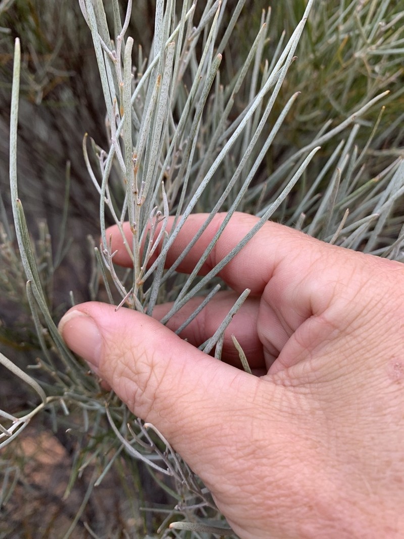 Acacia aptaneura photo 2
