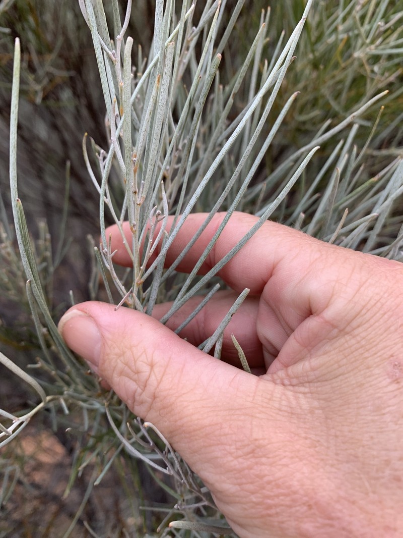 Acacia aptaneura photo 3