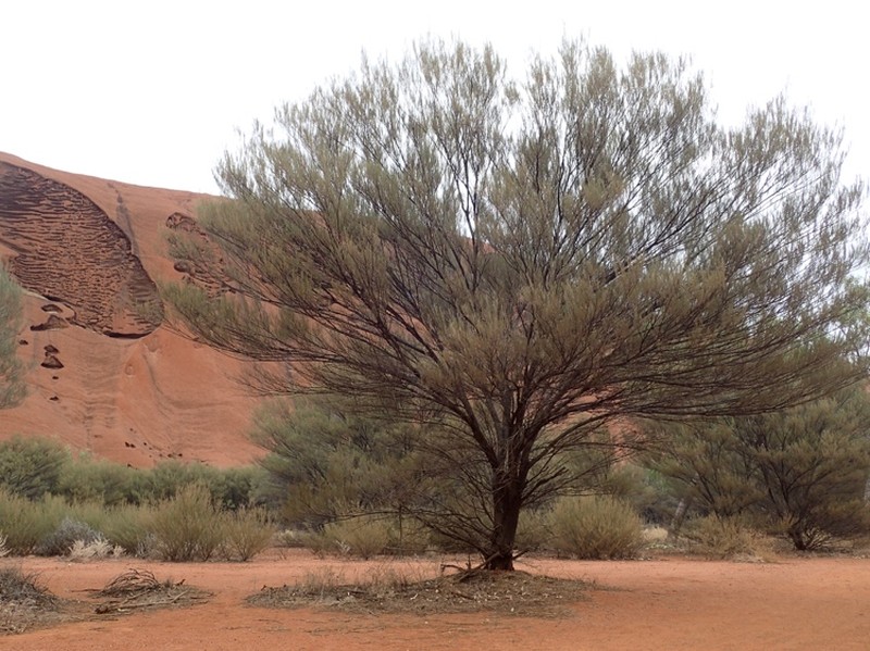 Acacia aptaneura photo 4