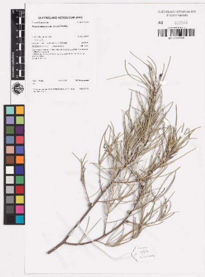 Acacia aptaneura photo 5