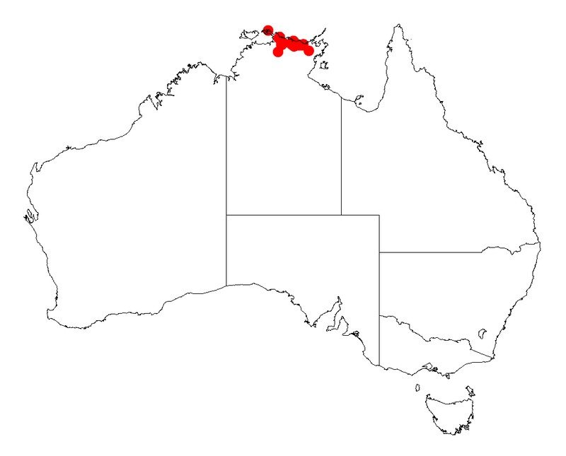 Acacia arafurica