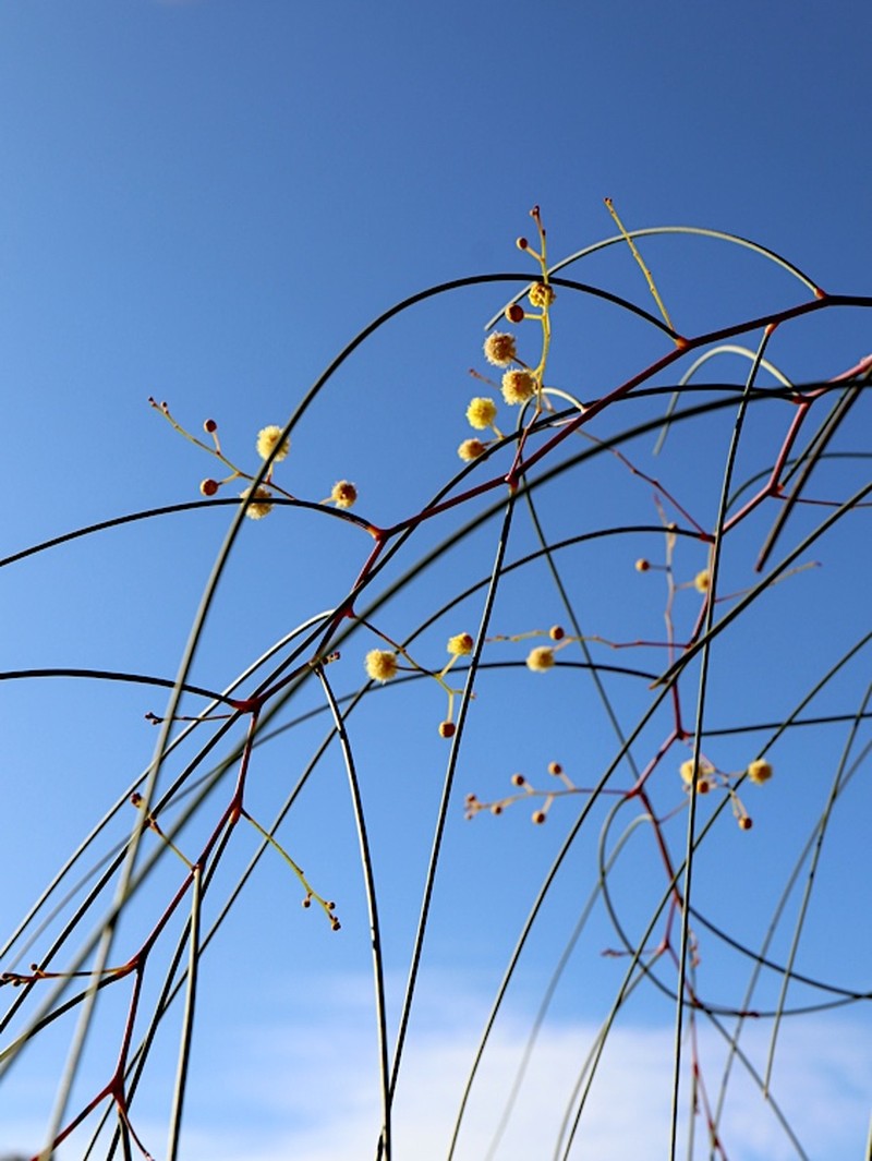 Acacia araneosa