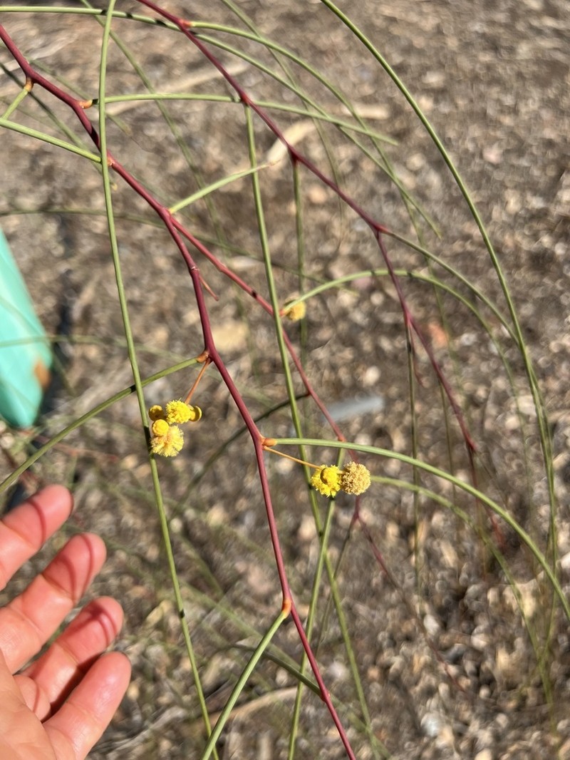 Acacia araneosa photo 3