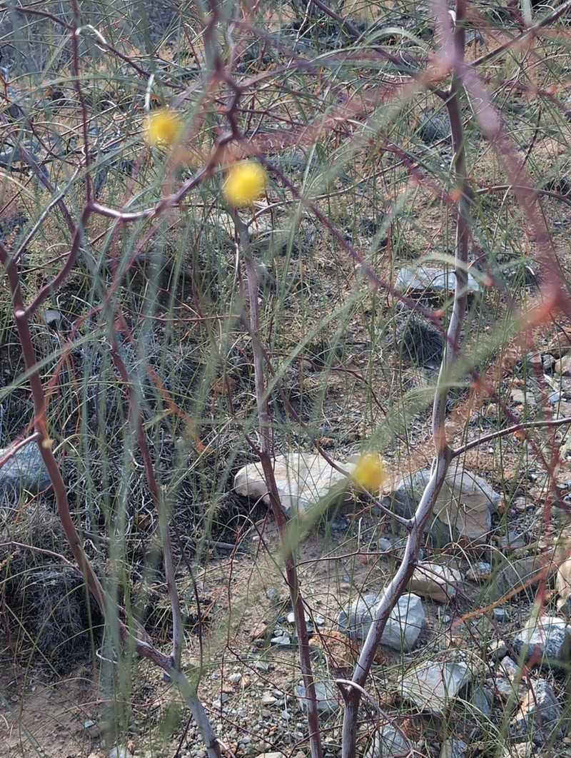 Acacia araneosa photo 5