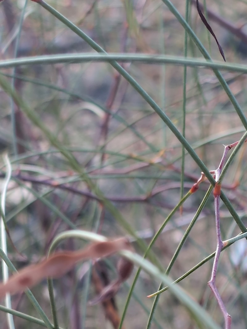 Acacia araneosa photo 6