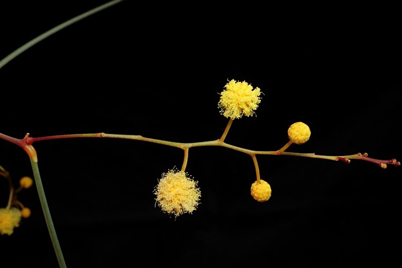 Acacia araneosa photo 8