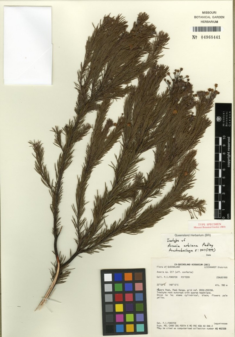Acacia arbiana