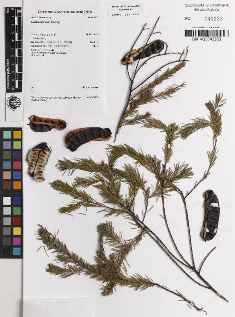 Acacia arbiana photo 2