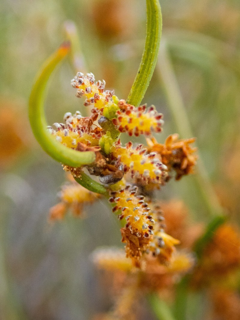 Acacia arcuatilis photo 3