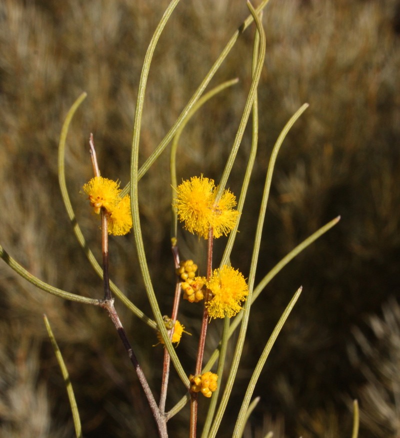 Acacia arcuatilis photo 4