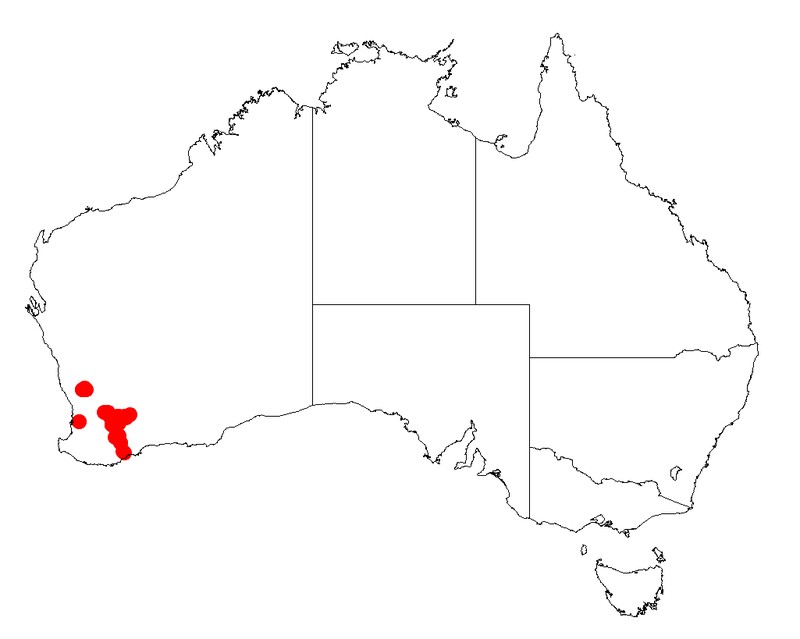 Acacia arcuatilis