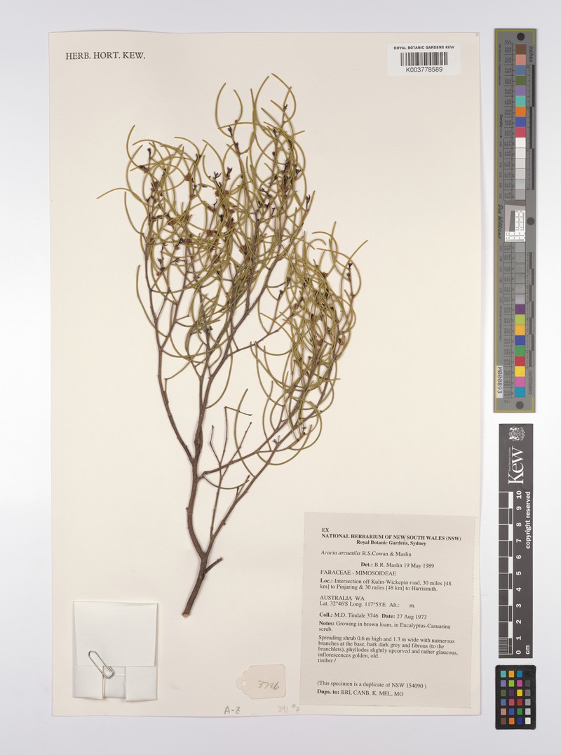 Acacia arcuatilis photo 2