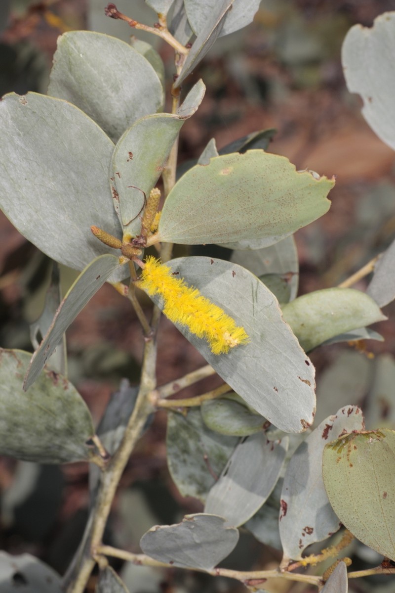 Acacia areolata