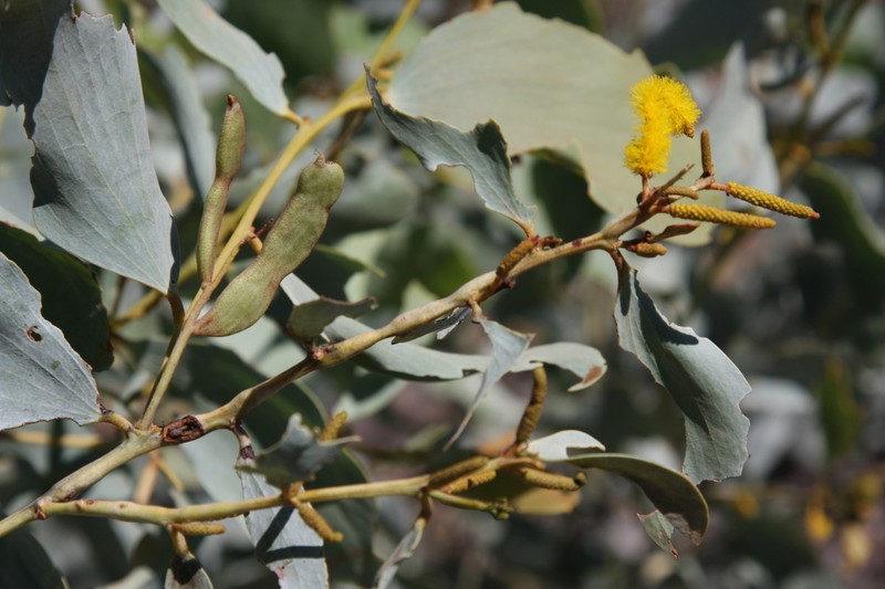 Acacia areolata photo 3