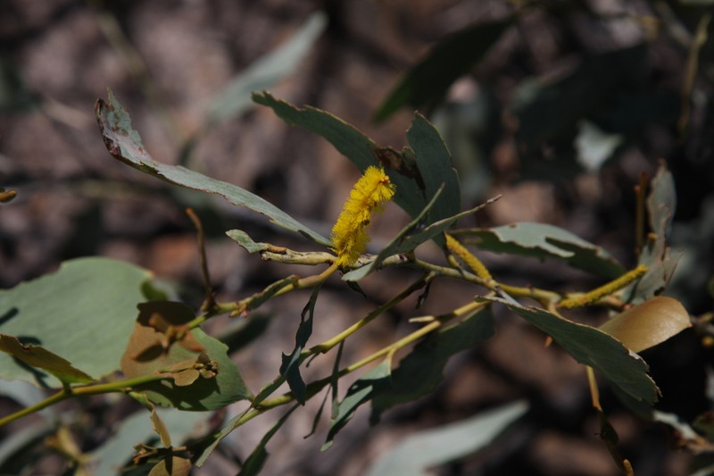 Acacia areolata photo 5