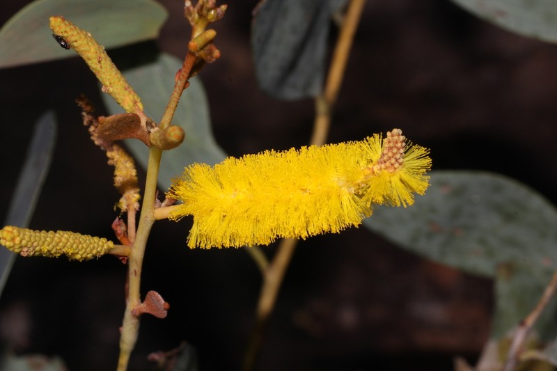 Acacia areolata photo 6