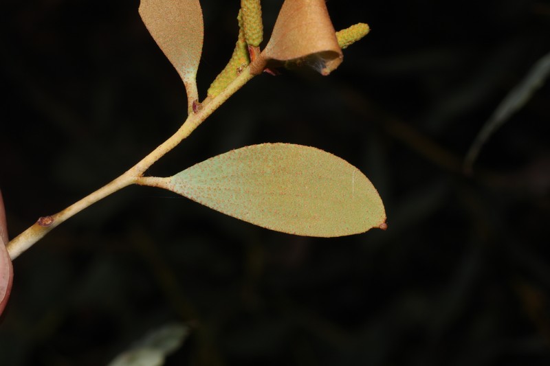 Acacia areolata photo 8