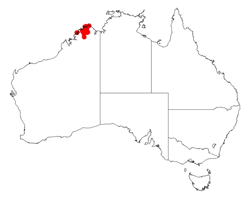 Acacia areolata