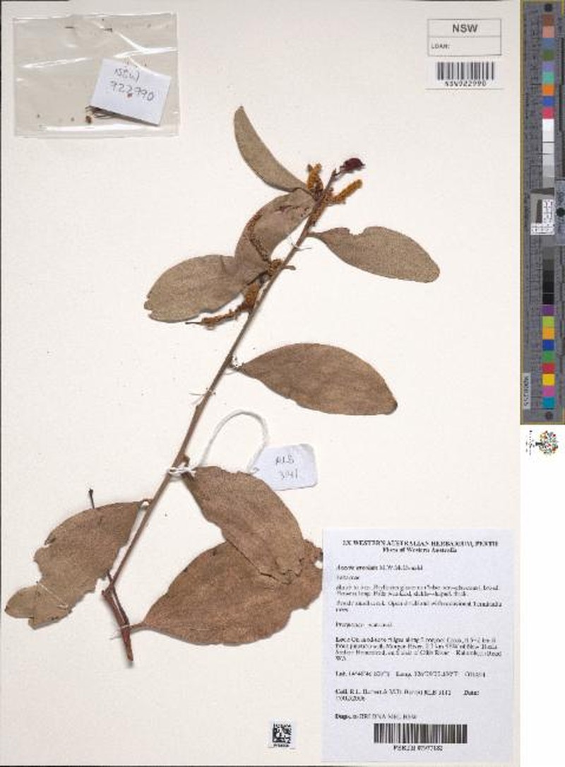 Acacia areolata photo 2