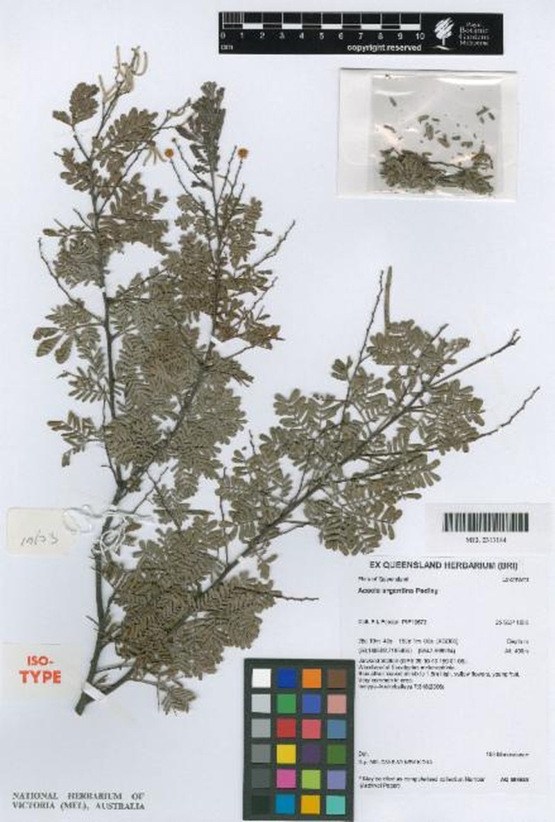 Acacia argentina