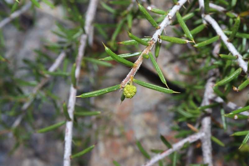 Acacia argutifolia