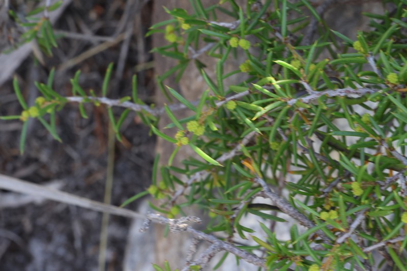Acacia argutifolia photo 2