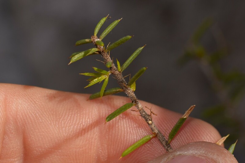 Acacia argutifolia photo 3