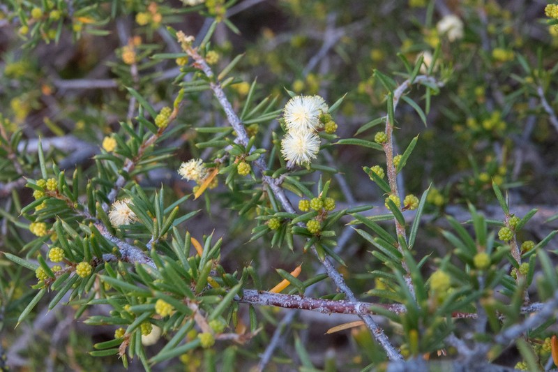 Acacia argutifolia photo 4