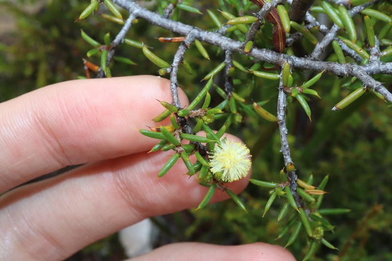 Acacia argutifolia photo 5
