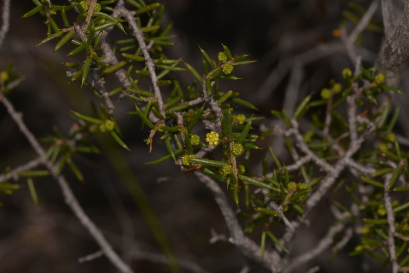Acacia argutifolia photo 6