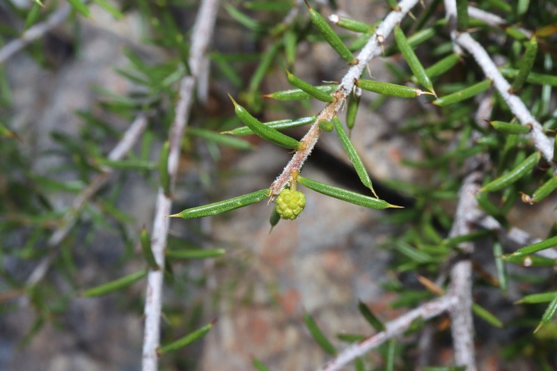 Acacia argutifolia photo 7