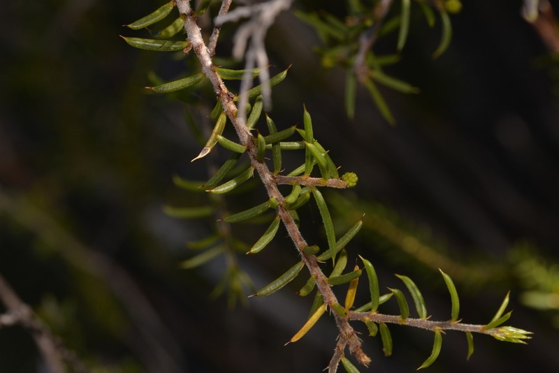 Acacia argutifolia photo 8