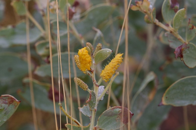 Acacia argyraea photo 5