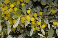 Acacia argyraea