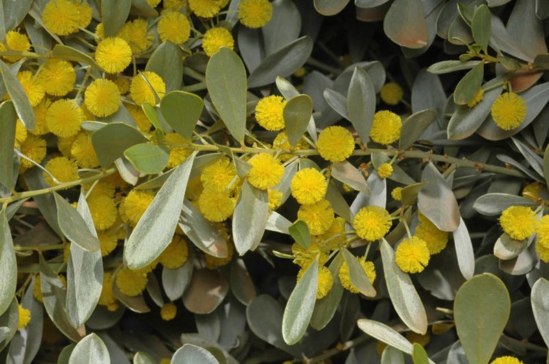 Acacia argyraea
