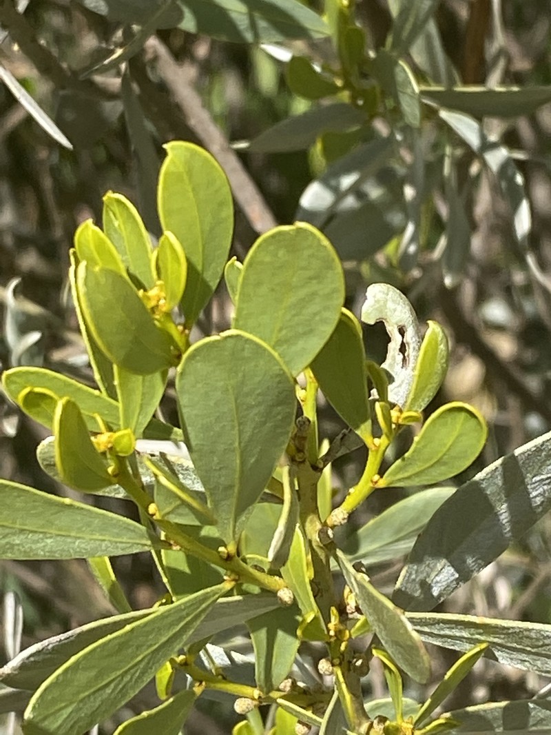 Acacia argyraea photo 2