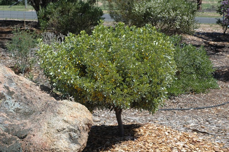 Acacia argyraea photo 3