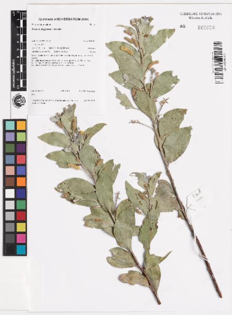 Acacia argyraea photo 4