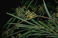 Acacia argyrodendron